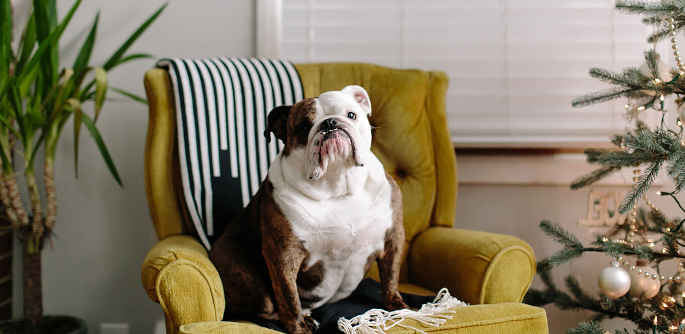 Bulldog sitting in an armchair next to a Christmas tree