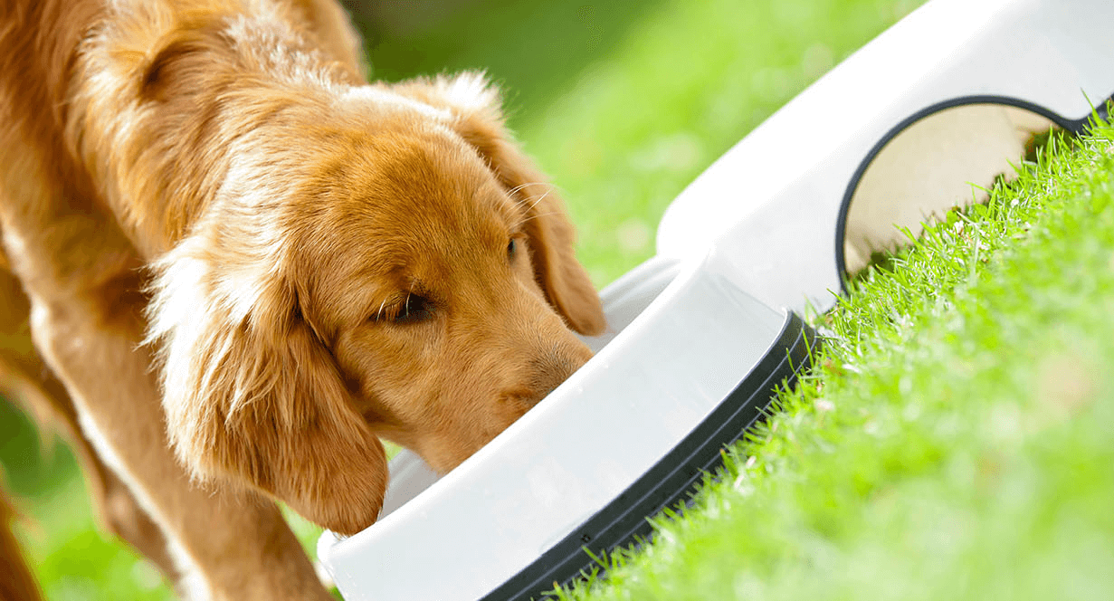 Dog eating food outside