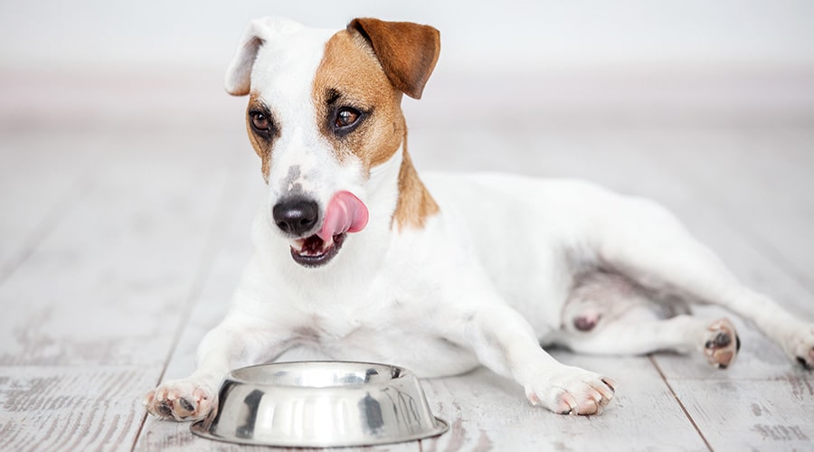 Dog licking the side of their mouth waiting for food